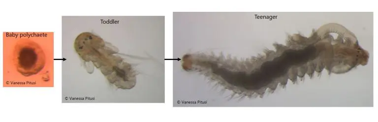 Stages of polychaete development within sea ice; species unknown.