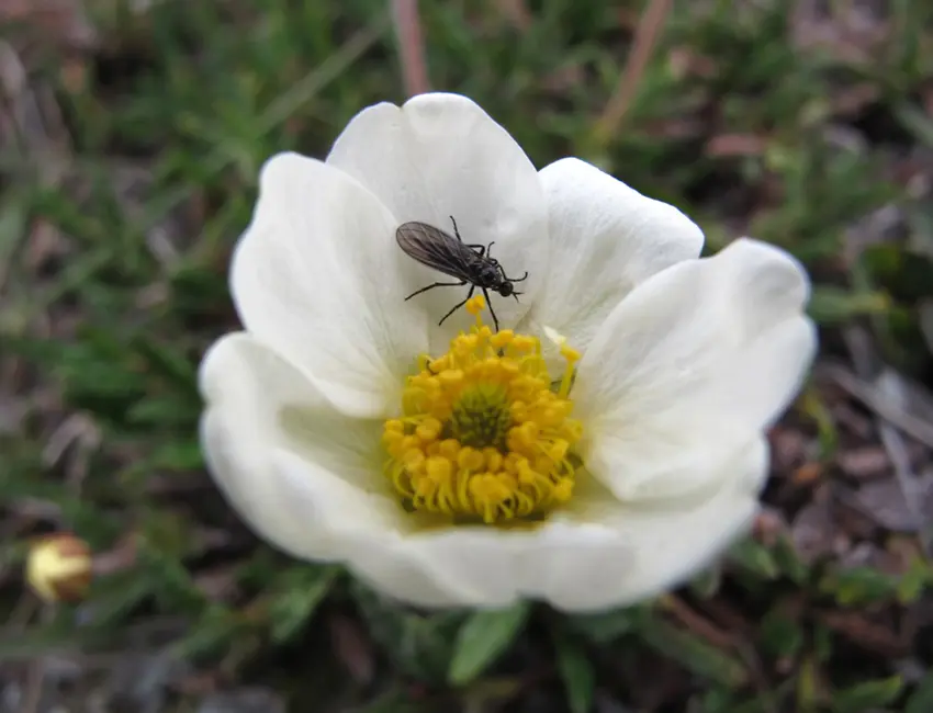 insect and Dryas octopetala