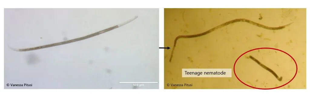 Figure 3. Nematodes from Arctic fjord ice samples.