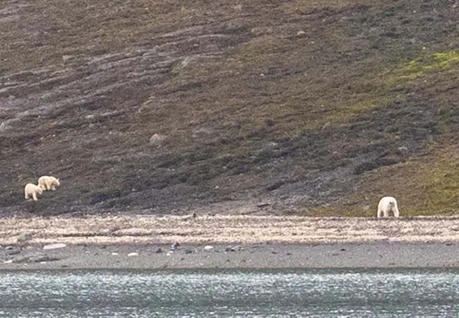 Polar bears in Petuniabukta