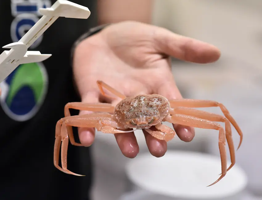 Snow crab found in Raudfjorden in Svalbard