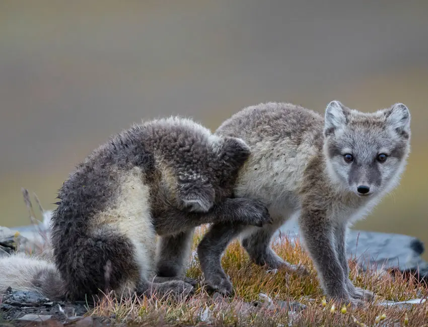 Two playful Arctic foxes in Svalbard. Photo: Børge Damsgård/UNIS.