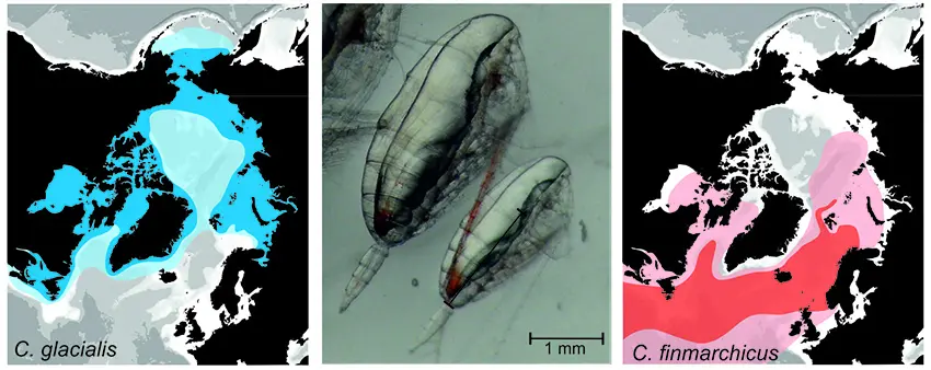 Geographical distribution areas for the Arctic Calanus glacialis and the North Atlantic C. finmarchicus. Darker colour indicates the species’ core distribution area (modified from Choquet et al (2017) Biology Letters 13: 20170588, http://dx.doi.org/10.1098/rsbl.2017.0588). Photo shows differences in body sizes between C. glacialis (left) and C. finmarchicus (right). Photo: Malin Daase 