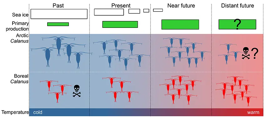 Conceptual understanding of changes in the Calanus community and body size structure in the Arctic Ocean with climate change. In the present and near future scenarios, both Arctic and boreal species thrive and do better in a warmer climate with less sea ice and an extended algal production. However, the Calanus population’s size structure changes due to increased survival of small boreal species, combined with a decrease in body size in Arctic species. How far this can be sustained with increasing warming is currently uncertain. Ultimately, it may lead to the extinction of present Arctic specialists. Illustration: Malin Daase